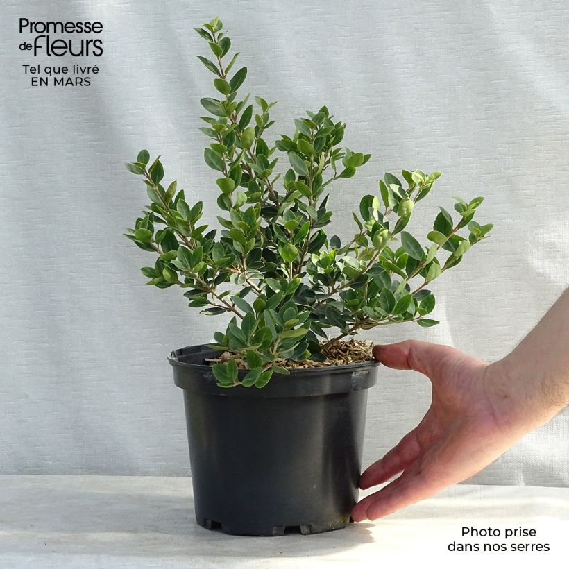 Esimerkki talvella toimitetusta Osmanthus delavayi Heaven Scent 3 litran/4 litran ruukku-taimesta