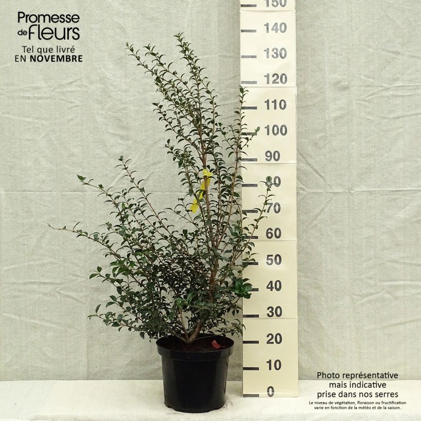 Esimerkki syksyllä toimitetusta Osmanthus burkwoodii 4 litran/5 litran ruukku-taimesta