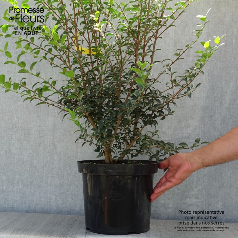Esimerkki kesällä toimitetusta Osmanthus burkwoodii Ruukku 4L / 5L-taimesta