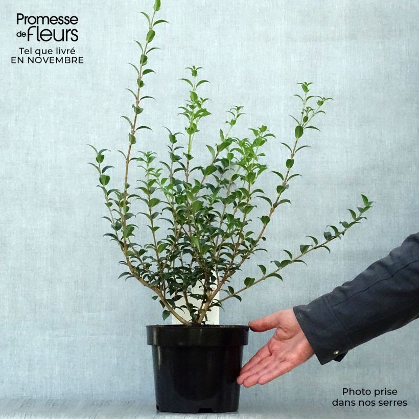 Esimerkki syksyllä toimitetusta Osmanthus burkwoodii 2 litran/3 litran ruukku-taimesta