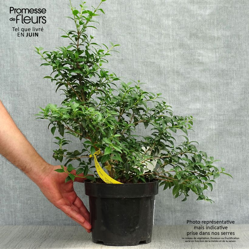 Esimerkki kesällä toimitetusta Osmanthus burkwoodii Ruukku 2L / 3L-taimesta