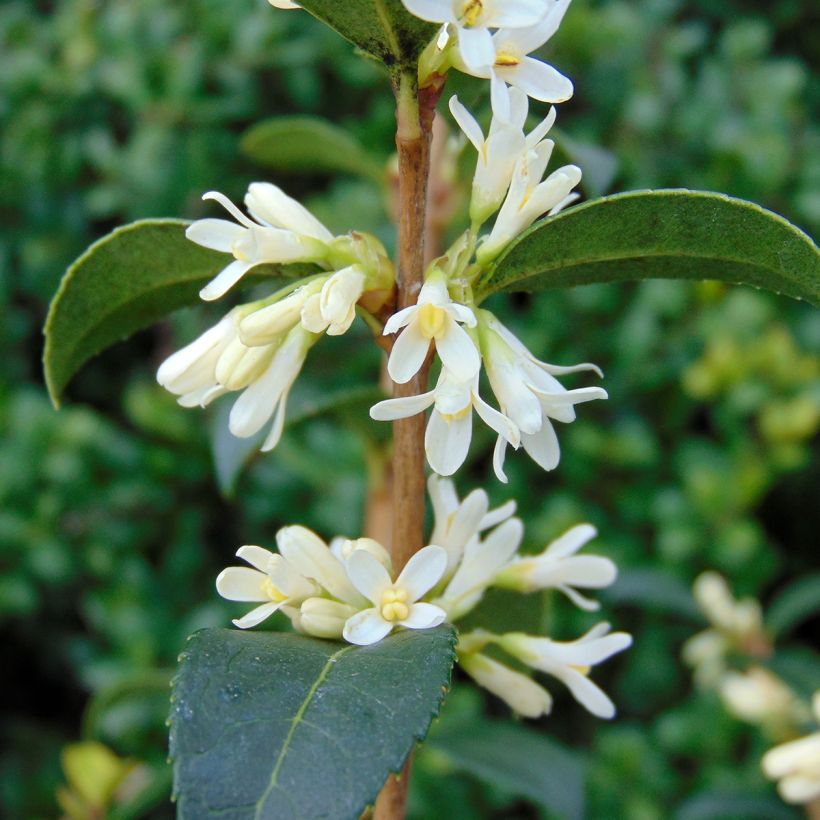 Osmanthus burkwoodii (Kukinta)