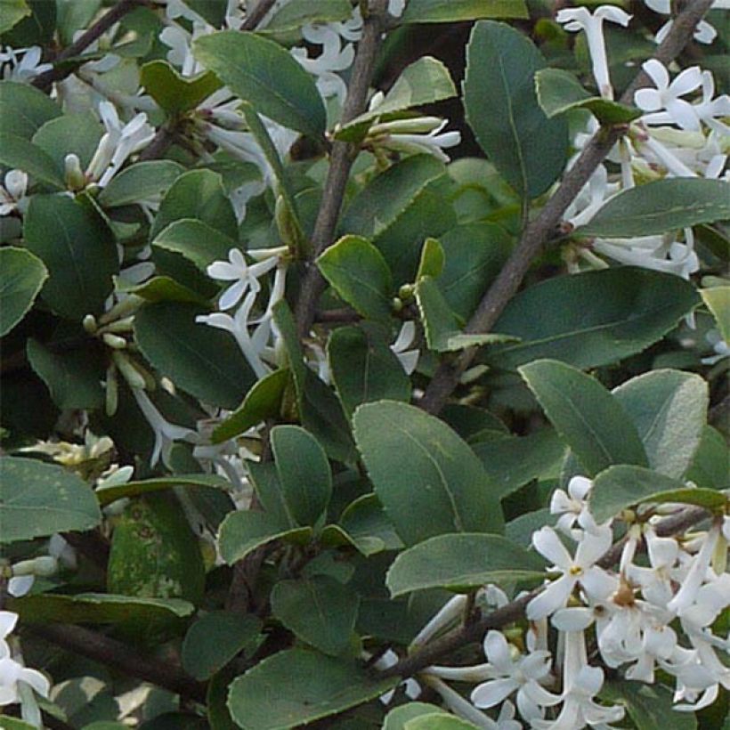 Osmanthus delavayi (Lehvistö)