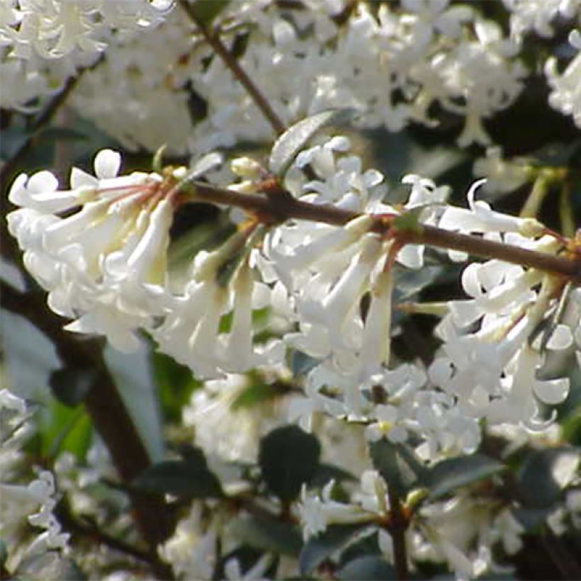 Osmanthus delavayi (Kukinta)