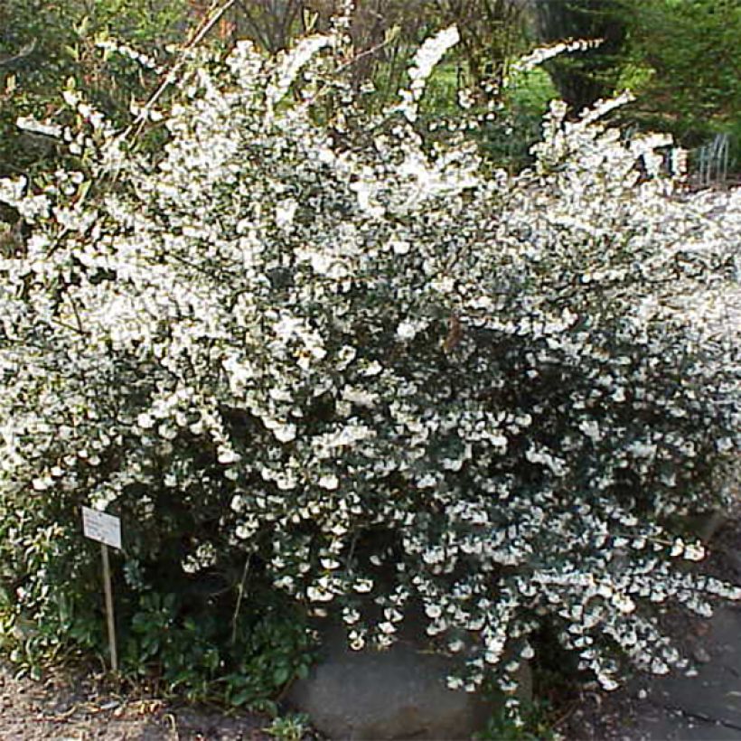 Osmanthus delavayi (Kasvutapa)