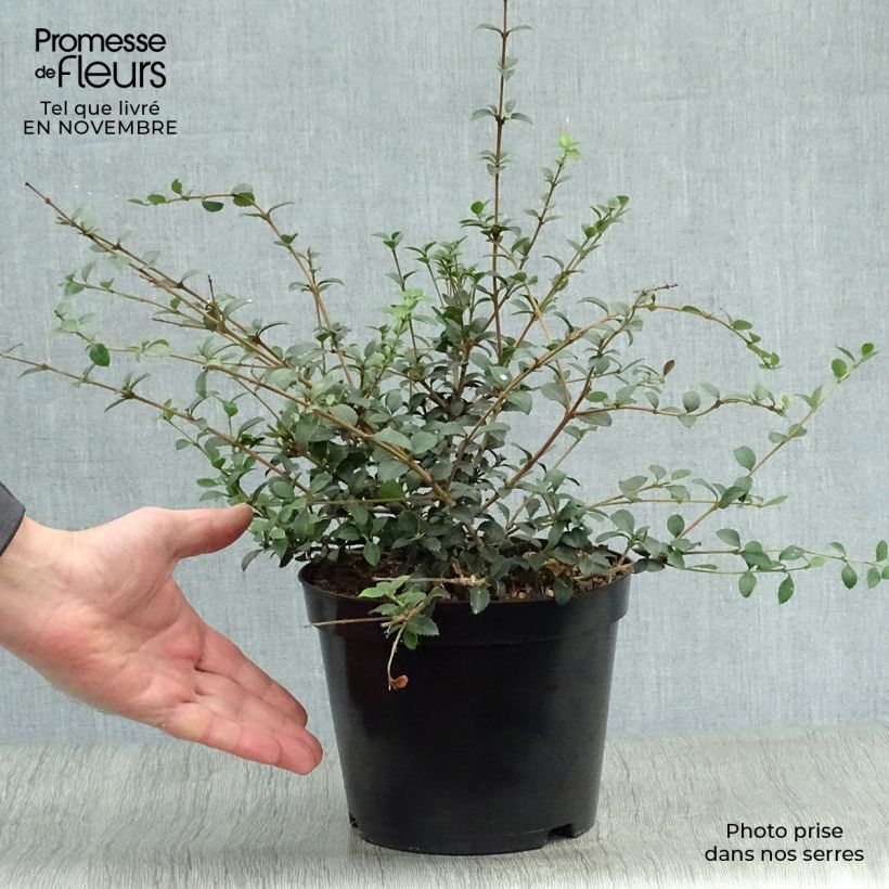 Esimerkki syksyllä toimitetusta Osmanthus delavayi 2 litran/3 litran ruukku-taimesta