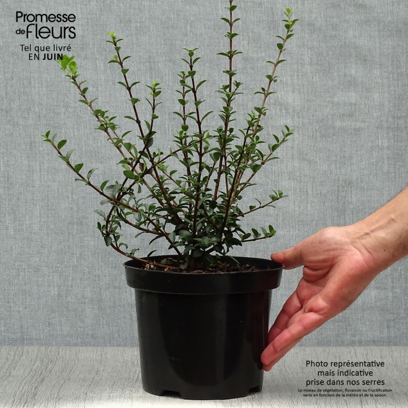 Esimerkki kesällä toimitetusta Osmanthus delavayi Ruukku 2L / 3L-taimesta