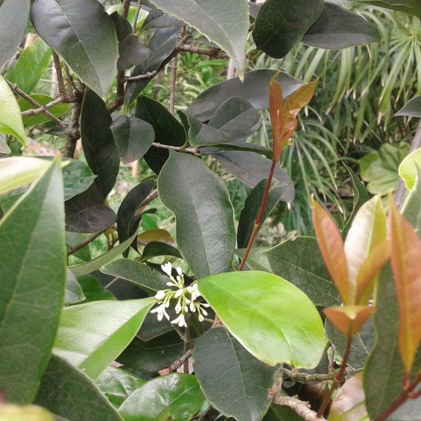 Osmanthus fragrans (Lehvistö)