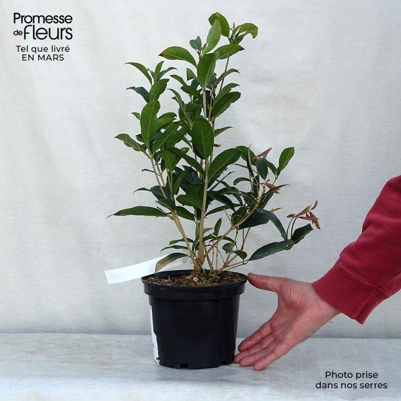 Esimerkki keväällä toimitetusta Osmanthus fragrans Ruukku 2L / 3L-taimesta