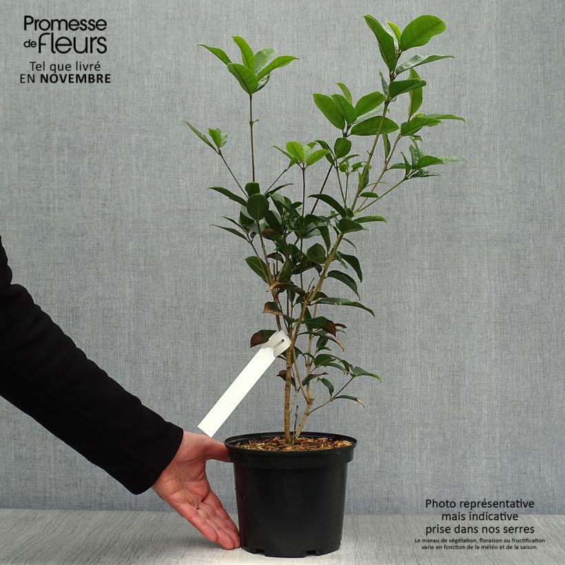 Esimerkki syksyllä toimitetusta Osmanthus fragrans 2 litran/3 litran ruukku-taimesta
