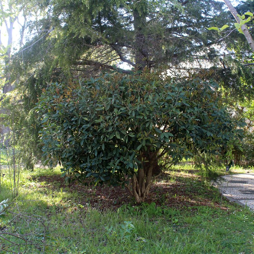 Osmanthus fragrans (Kasvutapa)