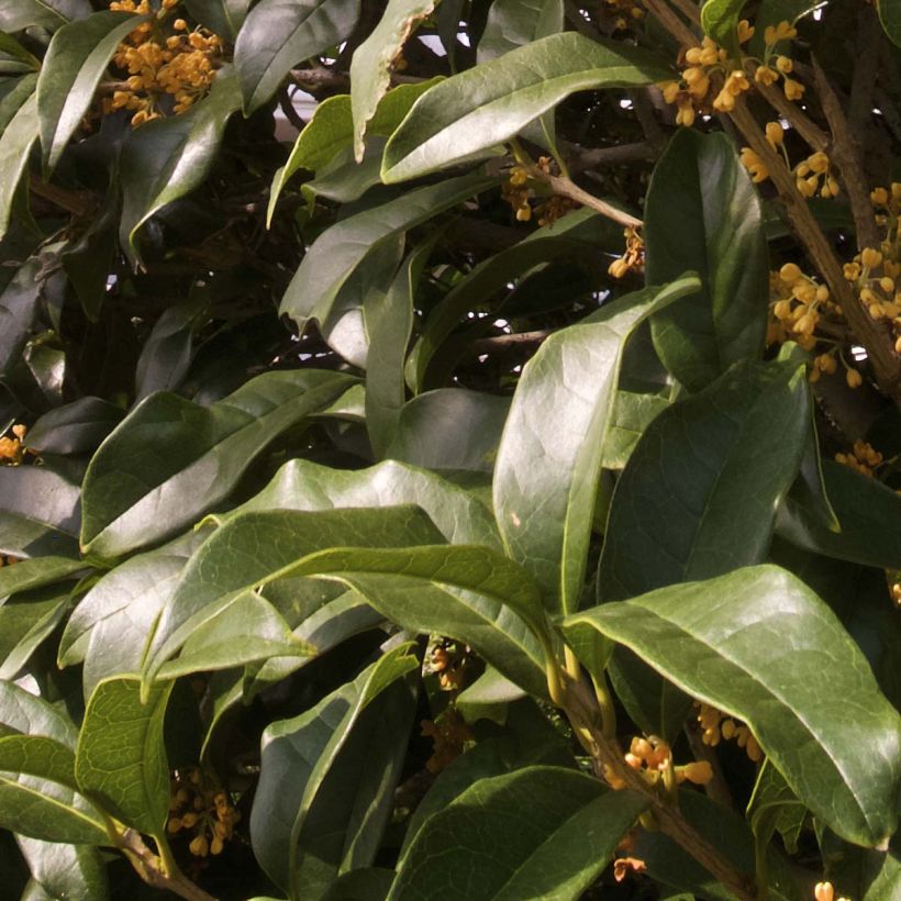Osmanthus fragrans var. aurantiacus (Lehvistö)