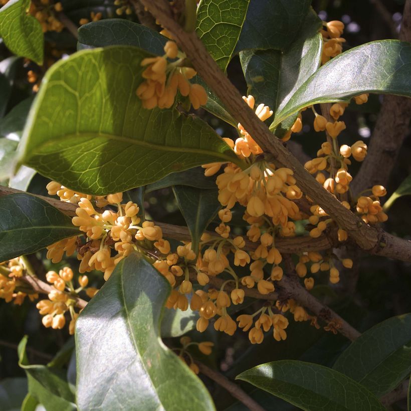 Osmanthus fragrans var. aurantiacus (Kukinta)