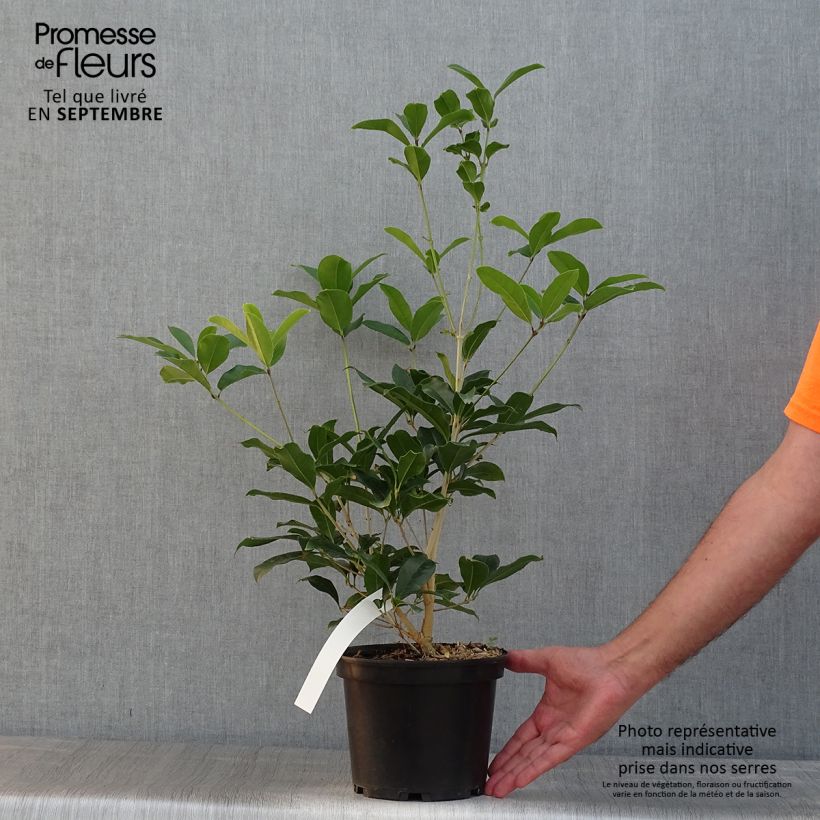 Esimerkki kesällä toimitetusta Osmanthus fragrans var. aurantiacus Pot de 2L/3L-taimesta