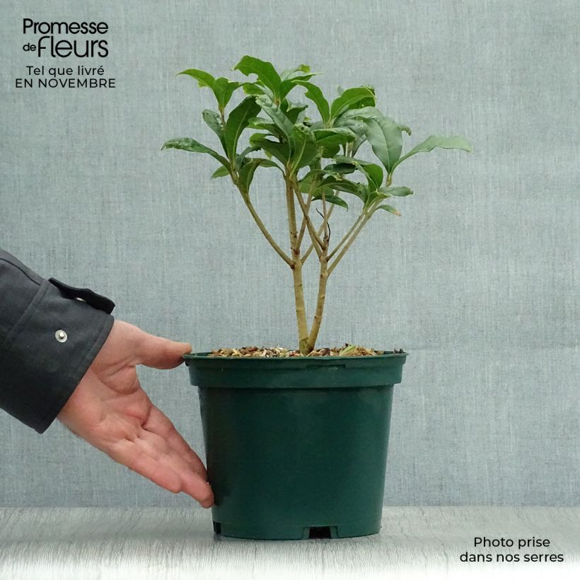 Esimerkki syksyllä toimitetusta Osmanthus fragrans var. aurantiacus 2 litran/3 litran ruukku-taimesta