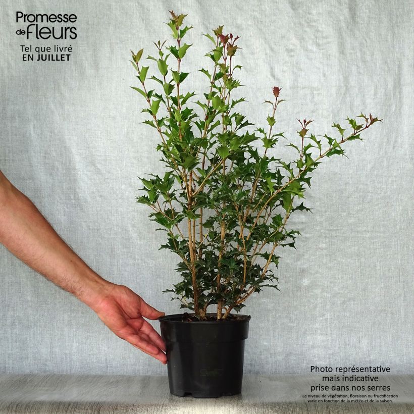Esimerkki kesällä toimitetusta Osmanthus heterophyllus Gulftide Pot de 2L/3L-taimesta