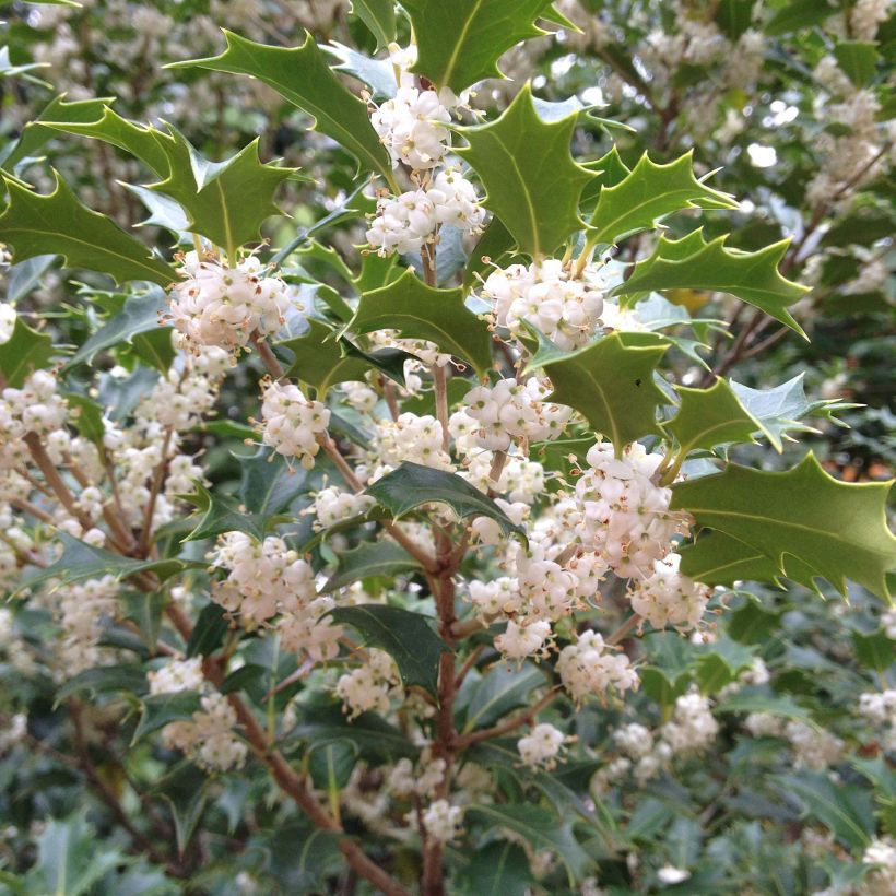 Osmanthus heterophyllus Gulftide (Kukinta)
