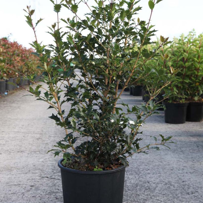 Esimerkki toimitetusta Osmanthus heterophyllus Gulftide Pot de 12L/15L-taimesta