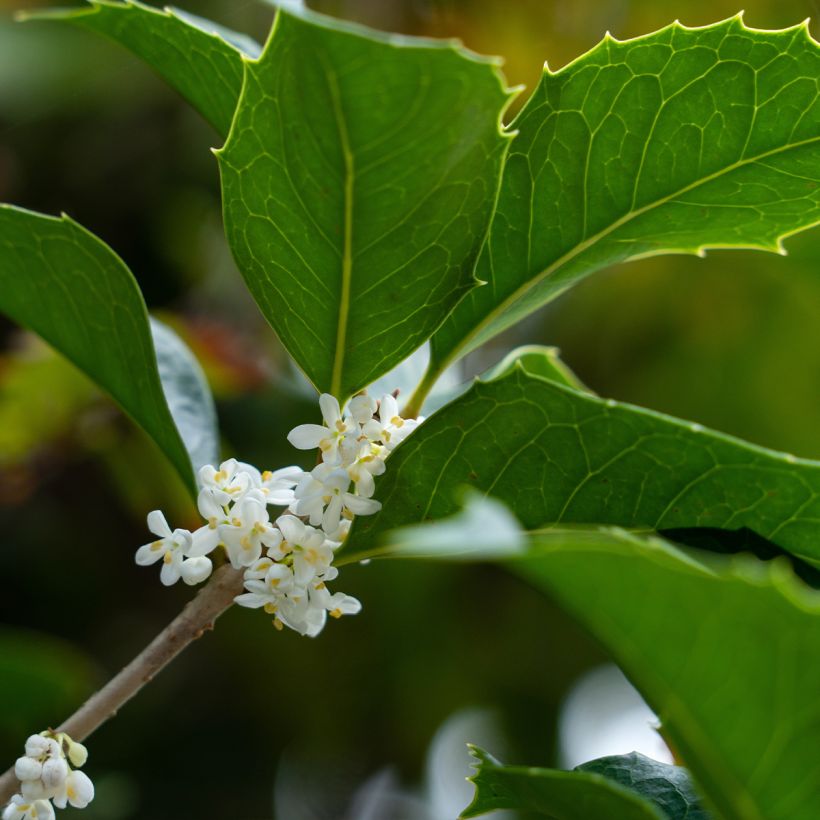 Osmanthus heterophyllus (Kukinta)