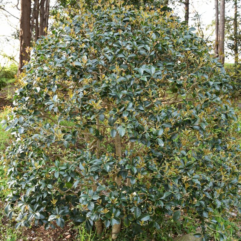 Osmanthus heterophyllus (Kasvutapa)