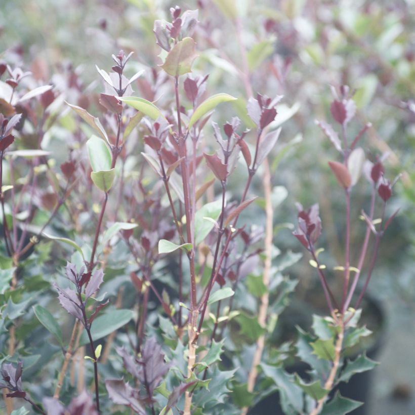 Osmanthus heterophyllus Purpureus (Lehvistö)
