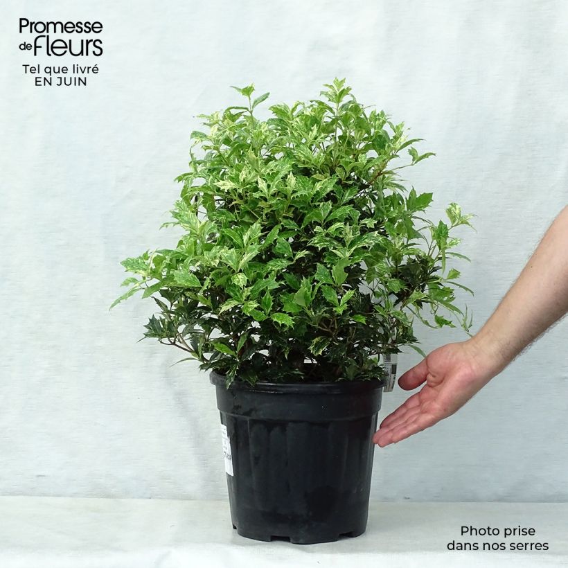 Esimerkki kesällä toimitetusta Osmanthus heterophyllus Tricolor Ruukku 7,5L / 10L-taimesta