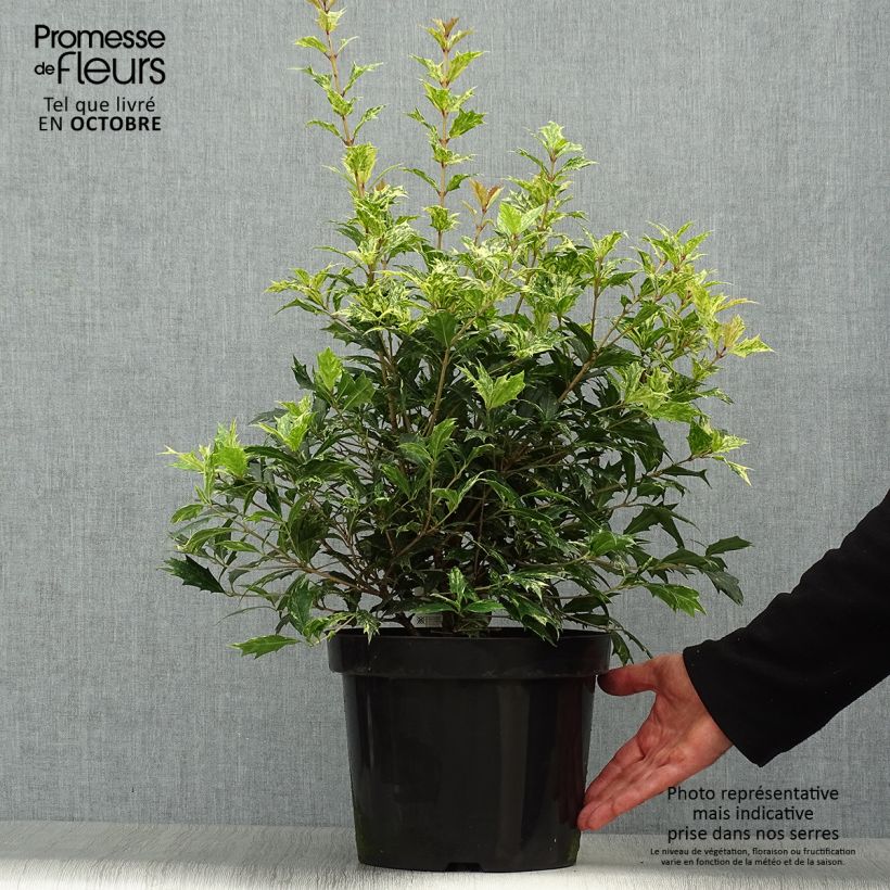 Esimerkki syksyllä toimitetusta Osmanthus heterophyllus Tricolor 7,5 litran / 10 litran ruukku-taimesta