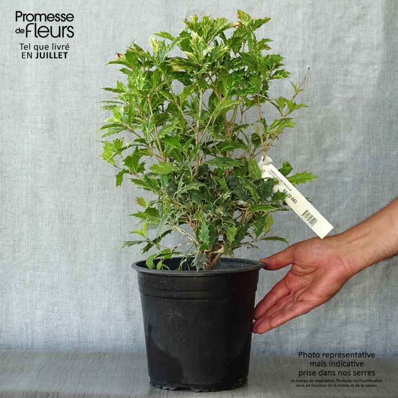 Esimerkki kesällä toimitetusta Osmanthus heterophyllus Tricolor Ruukku 4L / 5L-taimesta