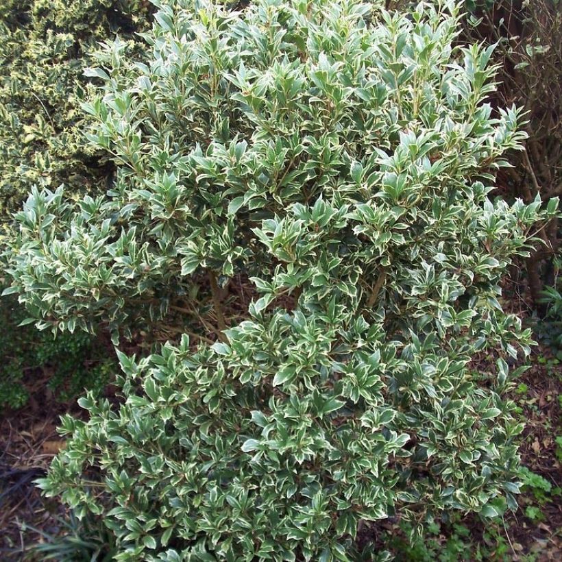 Osmanthus heterophyllus Variegatus (Kasvutapa)