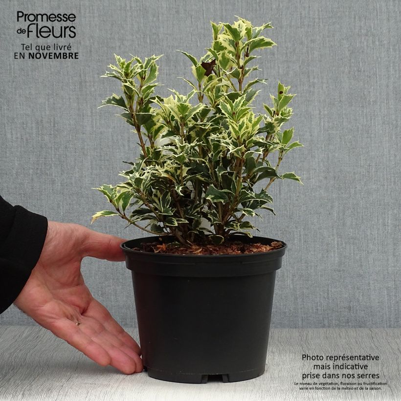 Esimerkki syksyllä toimitetusta Osmanthus heterophyllus Variegatus 2 litran/3 litran ruukku-taimesta