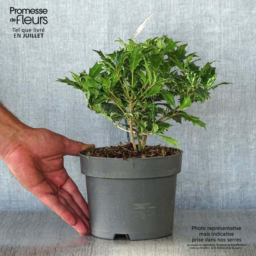 Esimerkki kesällä toimitetusta Osmanthus heterophyllus Tricolor Ruukku 2L / 3L-taimesta