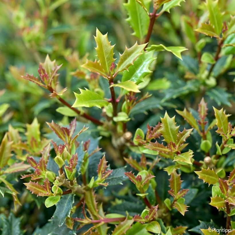 Osmanthus heterophyllus Perfume Party (Lehvistö)