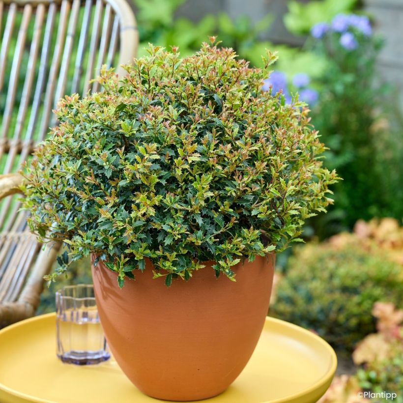 Osmanthus heterophyllus Perfume Party (Kasvutapa)