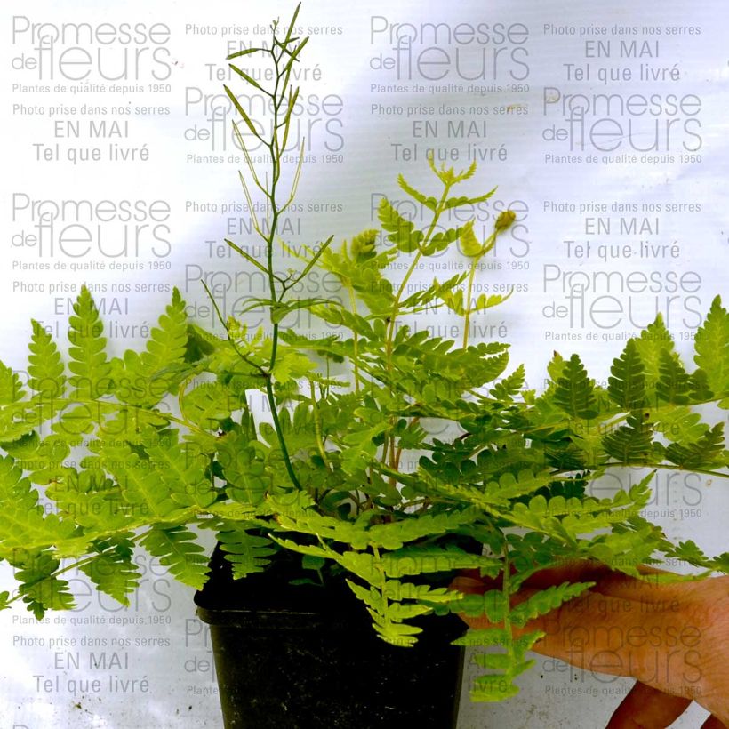 Esimerkki toimitetusta Kuningassaniainen - Osmunda cinnamonea Godet de 8/9 cm-taimesta