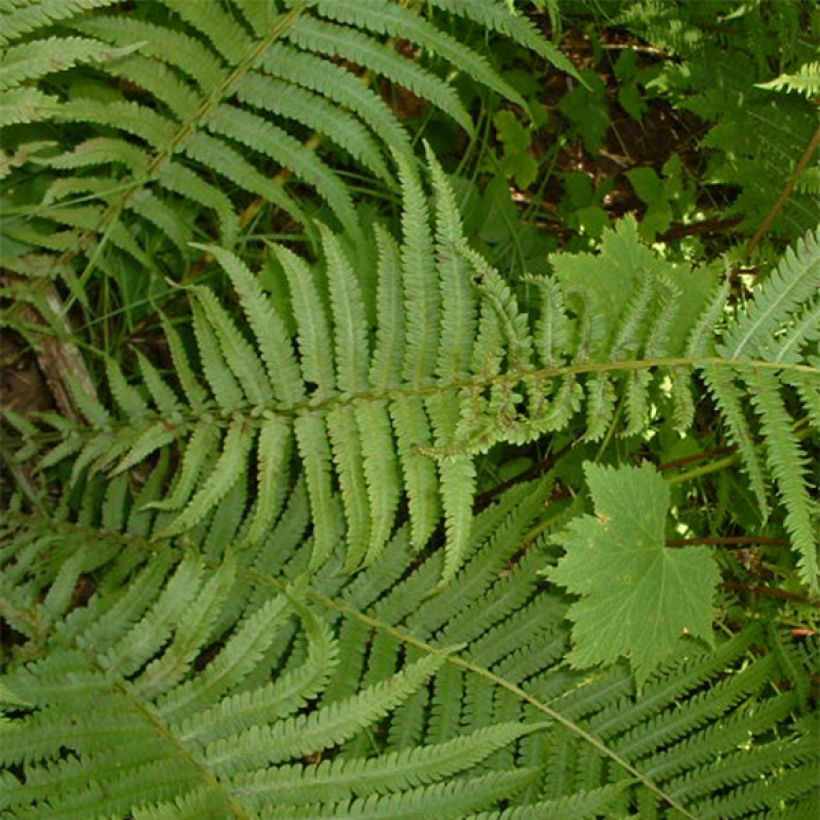 Kruunusaniainen - Osmunda claytoniana (Lehvistö)