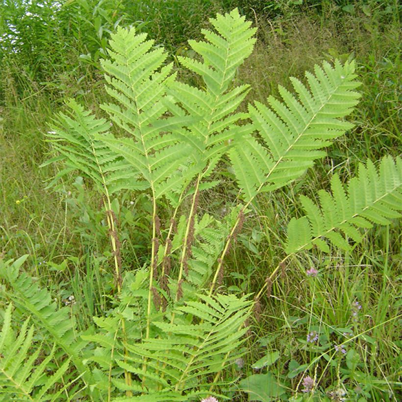 Kruunusaniainen - Osmunda claytoniana (Kasvutapa)