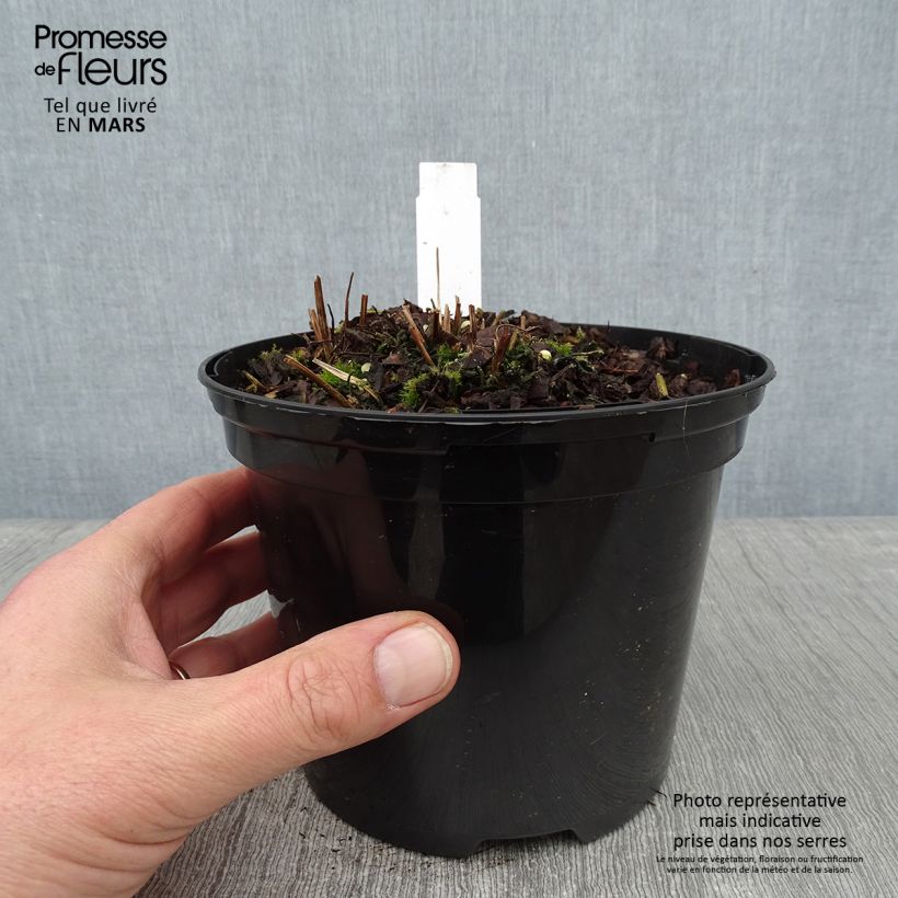 Esimerkki talvella toimitetusta Kruunusaniainen - Osmunda claytoniana 2 litran/3 litran ruukku-taimesta