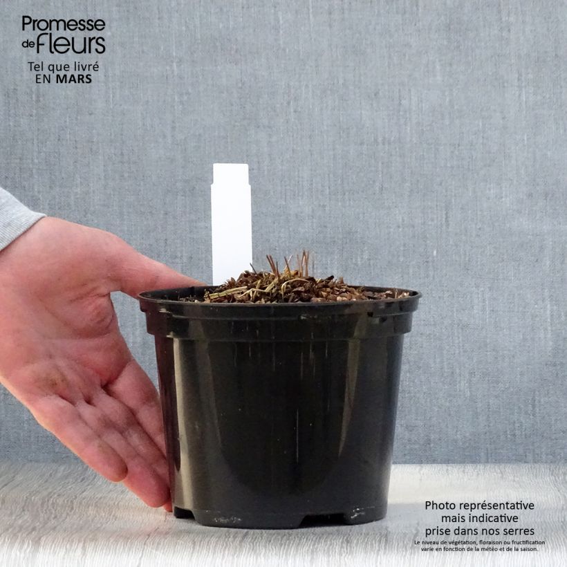 Esimerkki keväällä toimitetusta Kruunusaniainen - Osmunda claytoniana Ruukku 2L / 3L-taimesta