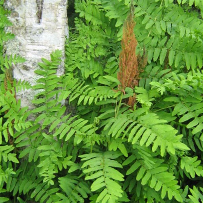 Kuningassaniainen Purpurascens (Lehvistö)