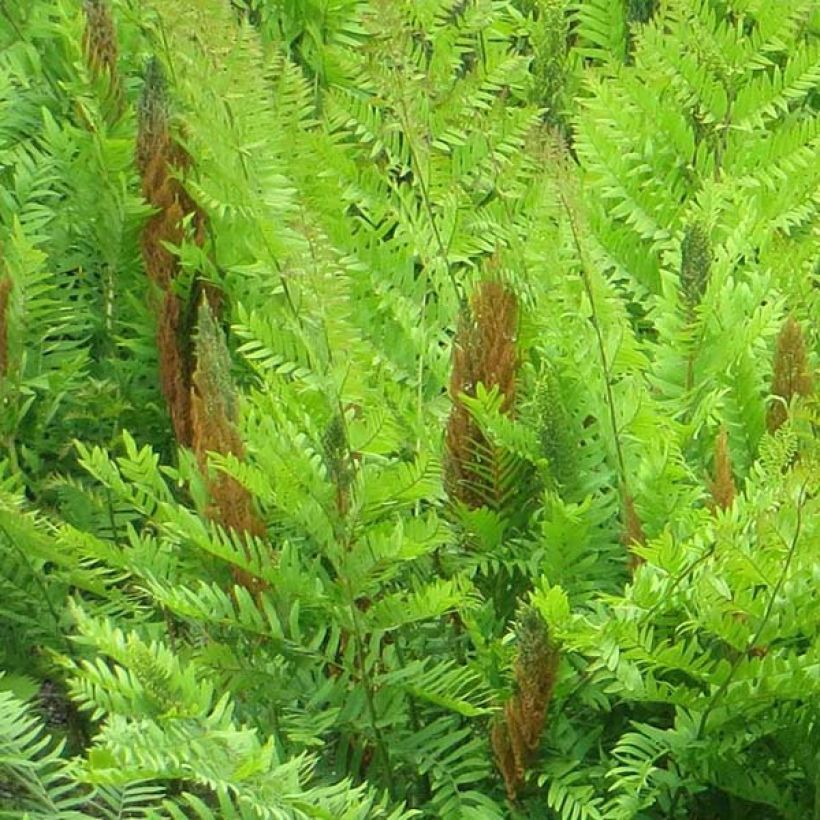 Kuningassaniainen Purpurascens (Kukinta)