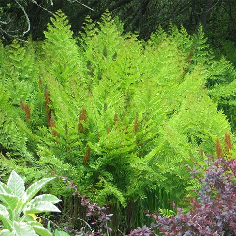 Kuningassaniainen Purpurascens (Kasvutapa)