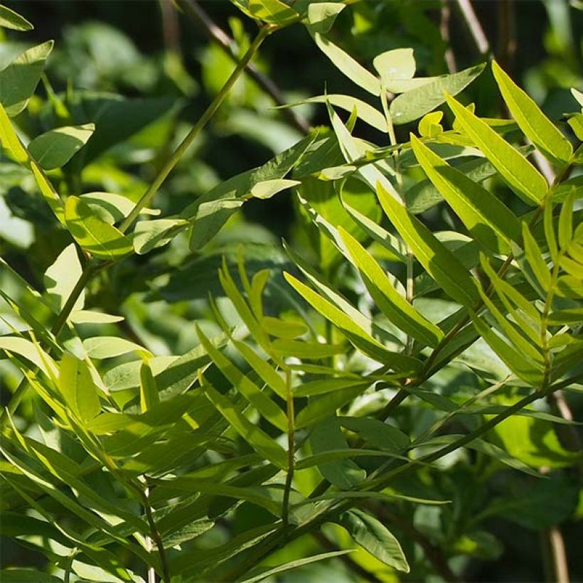 Kuningassaniainen - Osmunda japonica (Lehvistö)