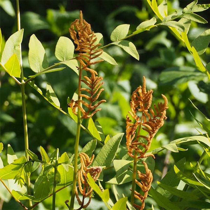 Kuningassaniainen - Osmunda japonica (Kukinta)