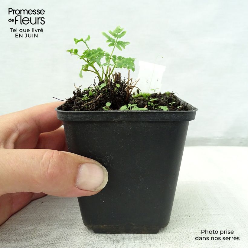 Esimerkki kesällä toimitetusta Kuningassaniainen - Osmunda japonica Godet de 8/9 cm-taimesta