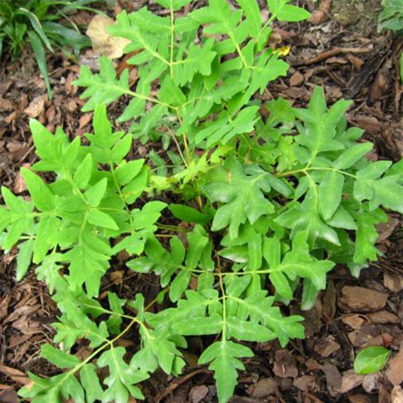 Kuningassaniainen Cristata (Lehvistö)