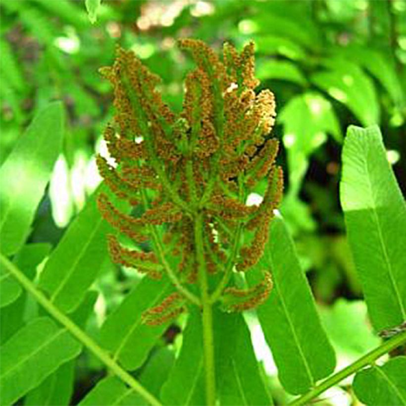 Kuningassaniainen Cristata (Kukinta)