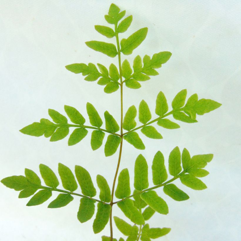 Kuningassaniainen - Osmunda regalis (Lehvistö)