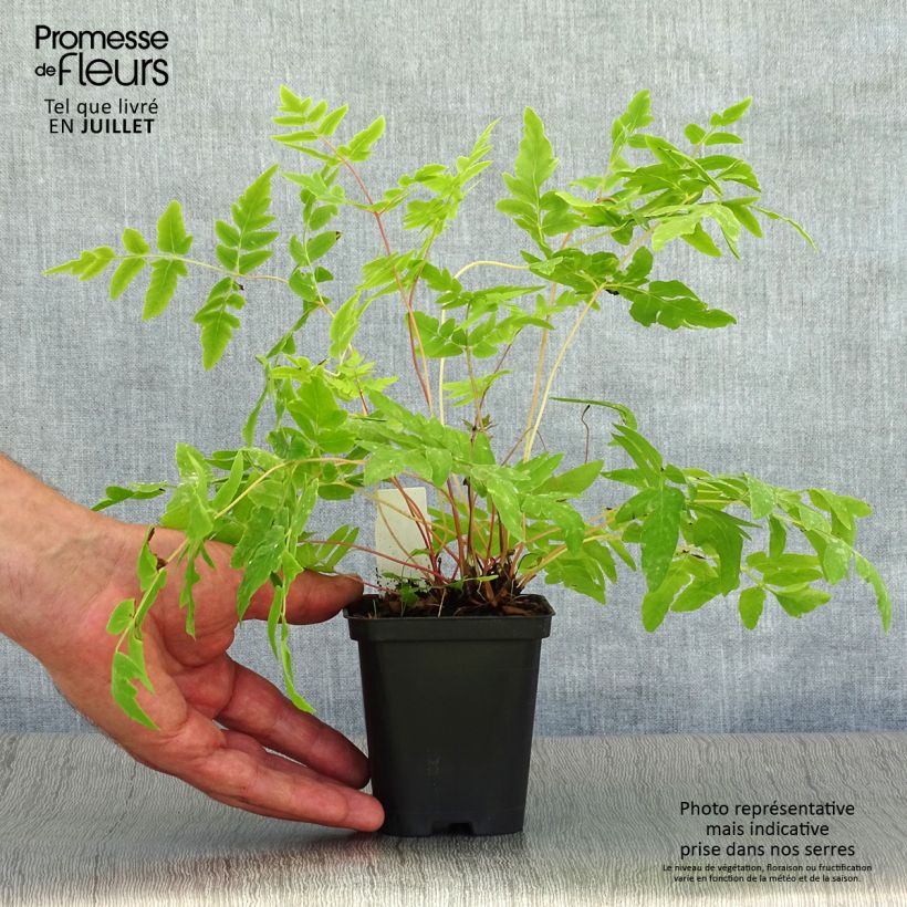Esimerkki kesällä toimitetusta Kuningassaniainen Purpurascens Godet de 8/9 cm-taimesta