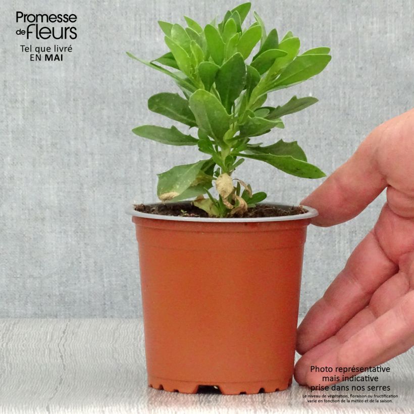 Esimerkki keväällä toimitetusta Tähtisilmä Cape Daisy White Pot de 10 cm/11cm-taimesta