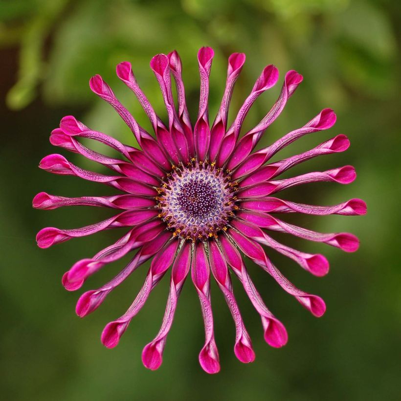 Tähtisilmä Flower Power Spider Purple (Kukinta)